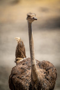 Close-up of female common ostrich eyeing camera