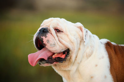 Close-up of dog sticking out tongue