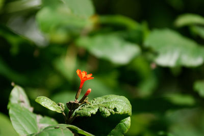 Close-up of red flower