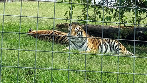 View of fence on grassy field seen through chainlink fence