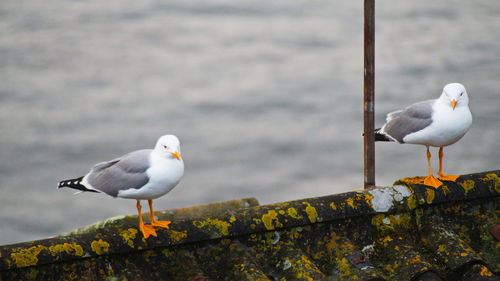 Seagulls perching on a sea