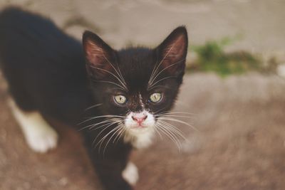 Close-up portrait of a cat