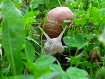 Close-up of snail on plant