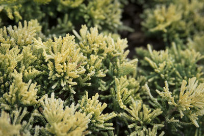 Close-up of pine tree