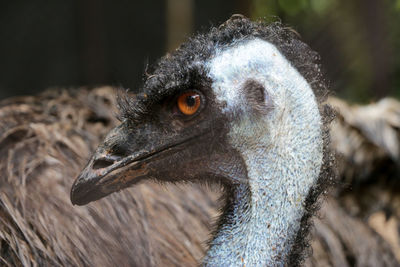 Close-up portrait of a bird