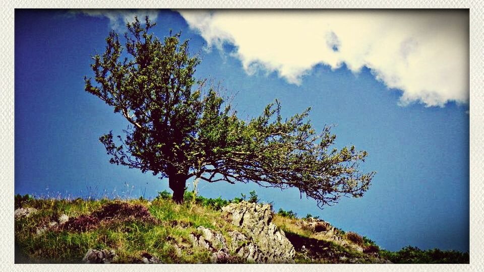 tree, transfer print, sky, tranquility, low angle view, auto post production filter, tranquil scene, nature, beauty in nature, scenics, growth, blue, branch, green color, cloud, cloud - sky, day, non urban scene, outdoors, no people