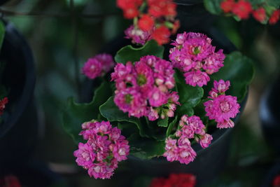 Close-up of pink flowering plants