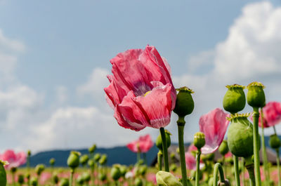 Close-up of pink flowering plant against sky