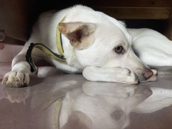 Close-up of a dog resting at home