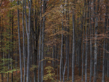 Pine trees in forest