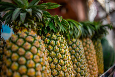 Close-up of fruit growing on plant