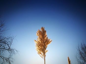 Low angle view of plant against clear blue sky