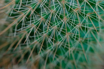 Macro shot of cactus plant