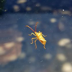 Close-up of insect on glass