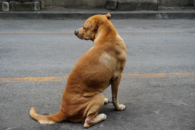 Dog sitting on road