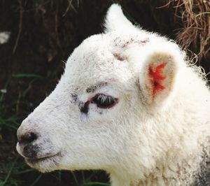 Close-up of a sheep