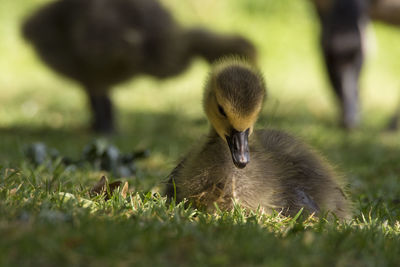 View of a bird on field