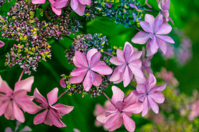 Close-up of pink flowering plants