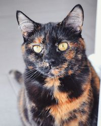 Close-up portrait of cat