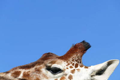 Close-up of a giraffe's head against clear blue sky