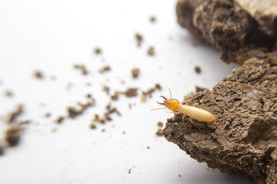 High angle view of insect on table
