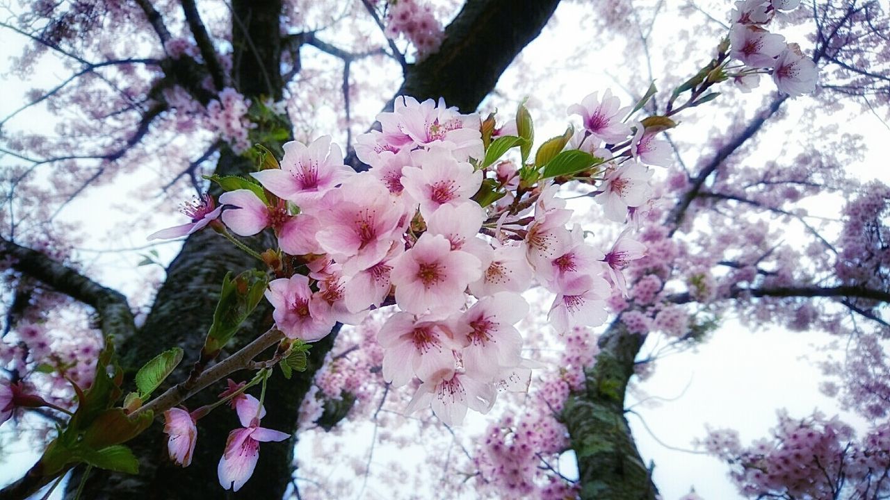 なごり桜