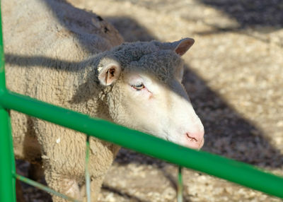 Sheep in their pens at the farm fair exhibition