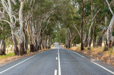 Road amidst trees in forest