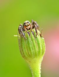 Close-up of spider on flower bud