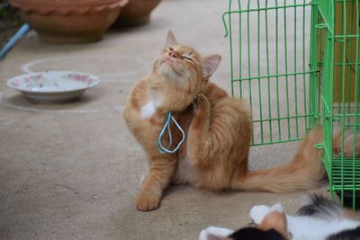 Cats sitting in a cat looking away