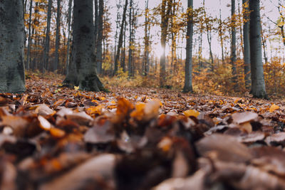 Autumn leaves on dirt road