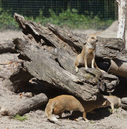 Mongoose sitting on wood