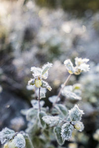 Close-up of white flowers