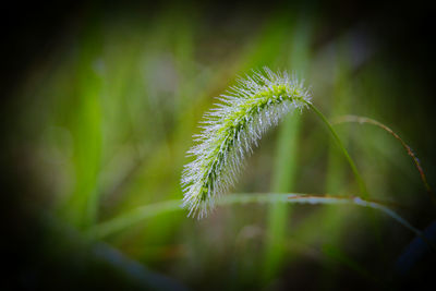 Close-up of plant