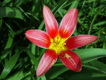 Close-up of day lily blooming outdoors