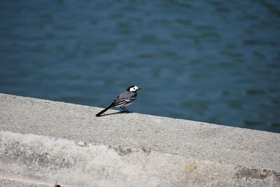 High angle view of wagtail perching on retaining wall against lake