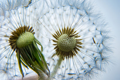 Close-up of white dandelion plant