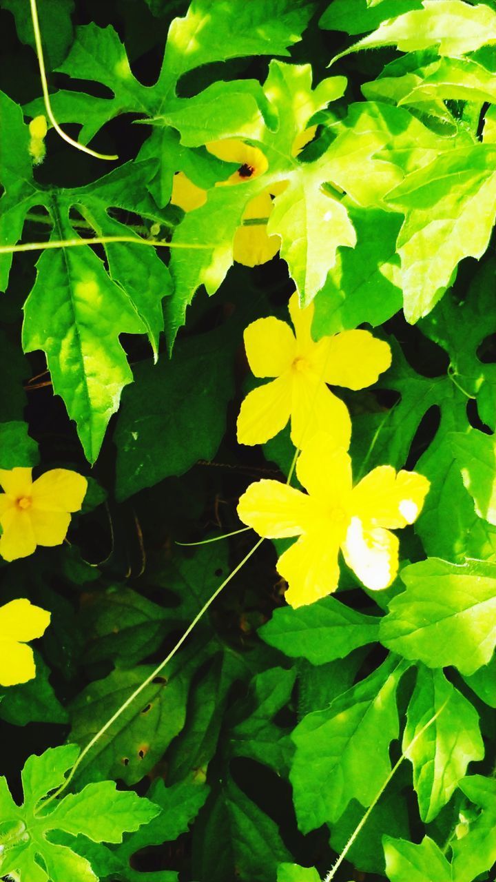 CLOSE-UP OF YELLOW FLOWERING PLANT AND LEAVES