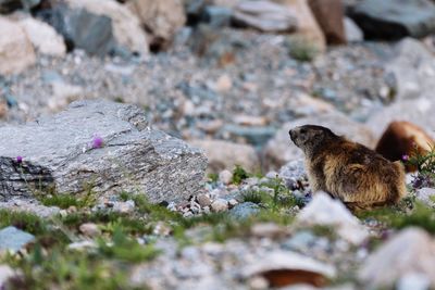 View of sheep on rock