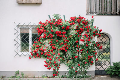 Red flowering plant against building