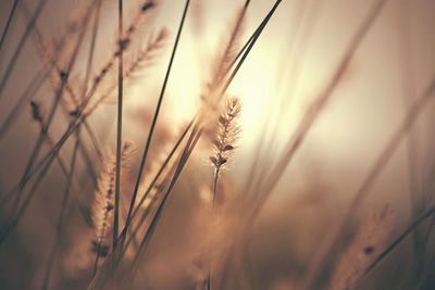 Close-up of wheat growing on field