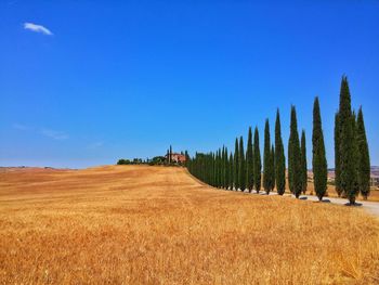 Panoramic view of agricultural field against clear blue sky