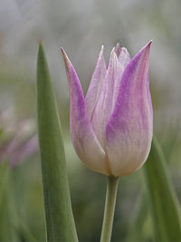 Close-up of pink lotus water lily