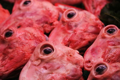 Close-up of crab for sale in market