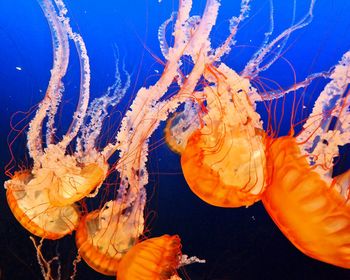 Close-up of jellyfish in sea