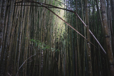 Close-up of bamboo trees in forest