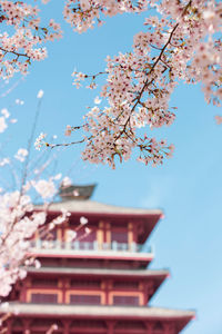 Low angle view of cherry blossoms against sky