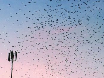 Low angle view of birds flying in sky