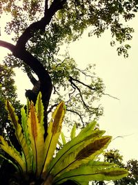 Low angle view of flower tree against sky