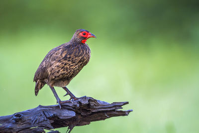 Close-up of a bird perching on wood